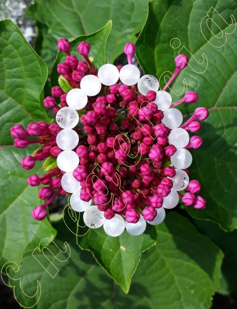 bracelet-en-selenite-8-mm-adelyne-enegercia-1