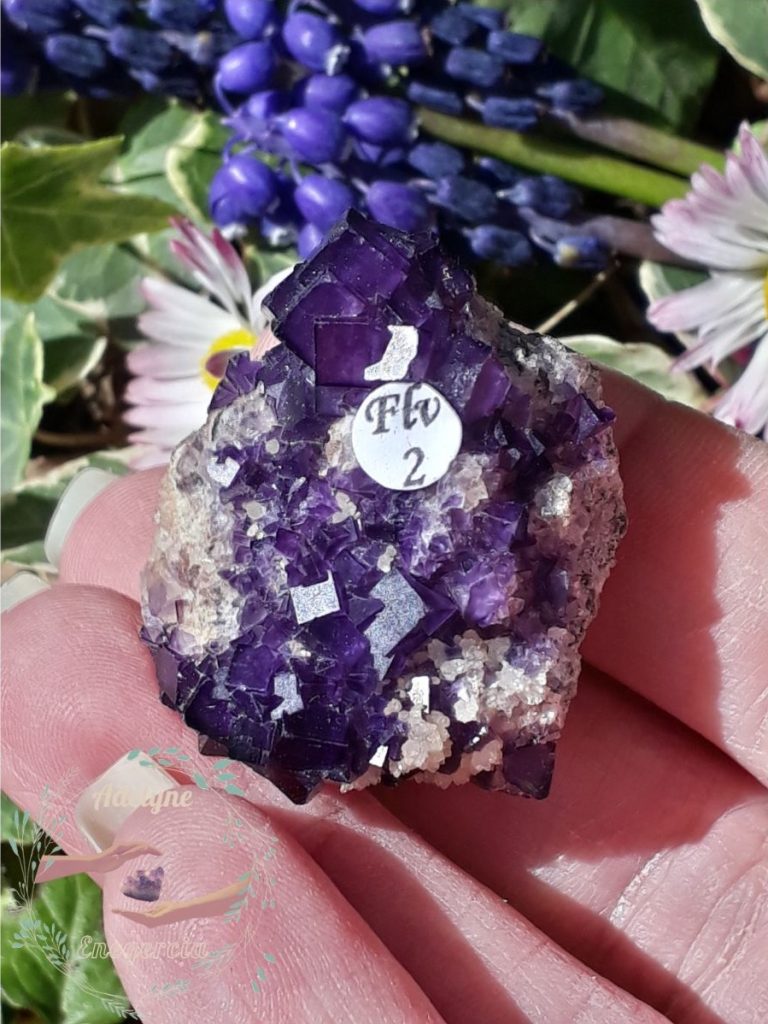 cristaux-fluorite-violette-de-tounfite-maroc-adelyne-enegercia-flv-2