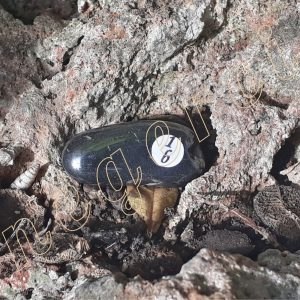 Hematite-roulee-Du-Bresil-de-05-a-9.9g